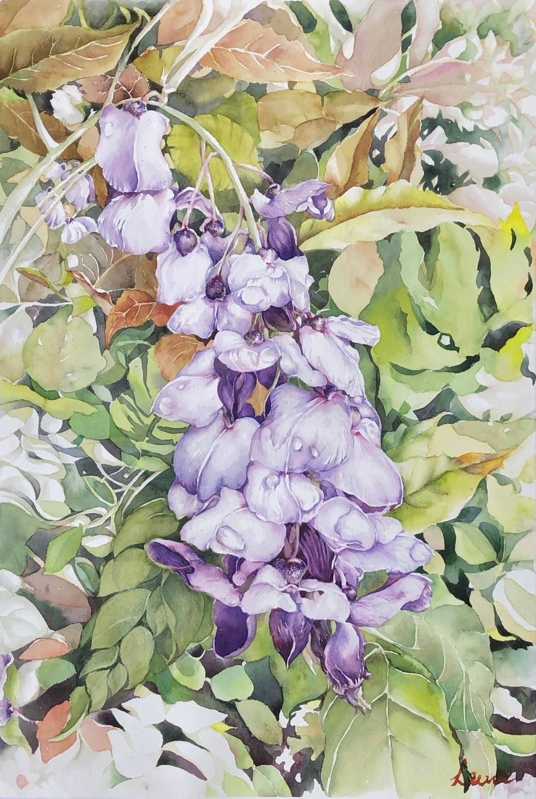 Wisterias